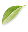 leaf Image
