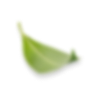 leaf Image